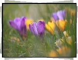 Fioletowy, Krokus, Rozmyte, Krokusy, Żółte