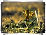 Krokus, Wiosna