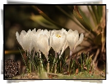 Białe, Krokusy, Kwiaty