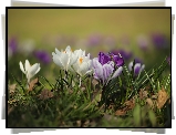 Krokusy, Białe, Fioletowe, Kwiaty