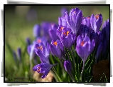 Fioletowe, Krokusy, Kępa