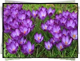Krokusy, Kwiaty, Fioletowe, Łąka