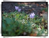 Fioletowe, Krokusy, Kwiaty
