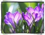 Fioletowe, Krokusy, Makro