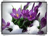 Fioletowe, Krokusy, Śnieg