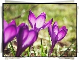 Fioletowe, Krokusy, Wiosna