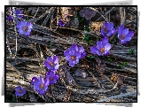 Fioletowe, Krokusy, Wiosna