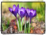 Krokusy, Fioletowe, Kwiaty, Kępka