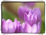 Krokusy, Fioletowe, Kwiaty, Płatki