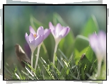 Krokusy, Fioletowe, Kwiaty, Trawa