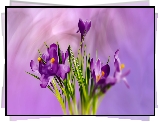 Kwiaty, Krokusy, Grafika
