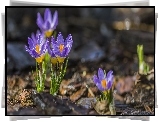 Kwiaty, Krokusy, Krople