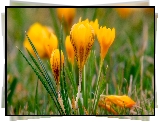 Kwiaty, Krokusy, Żółte