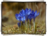 Kwiaty, Krokusy niebieskie, Kępka, Tło w rozmyciu