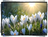 Białe, Krokusy, Kwiaty, Promienie słońca