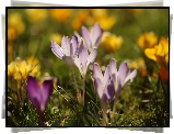 Krokusy, Rozświetlone, Liliowe, Kwiaty