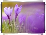 Krokusy, Makro