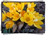 Krokusy, Żółte