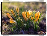 Żółte, Krokusy, Kępka