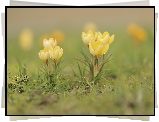 Żółte, Krokusy, Kępki