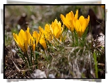 Krokusy, Rozwinięte, Żółte, Kwiaty
