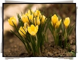 Żółte, Krokusy, Wiosna