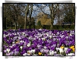 Park, Krokusy, Drzewa