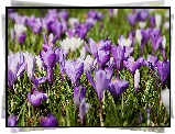 Krokusy, Łąka, Rozmyte tło