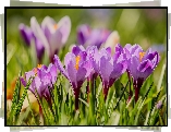 Krokusy, Kępka, Szafrany wiosenne, Rozmyte tło