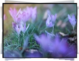 Krokusy, Fioletowe, Kwiaty, Trawa, Zbliżenie