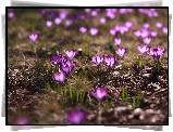 Krokusy, Kwiaty, Wiosenne