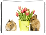Króliczki, Bukiet, Tulipanów, Wiaderko