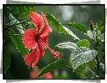 Hibiskus, Czerwony, Kwiat, Krople, Mokre, Liście, Grafika