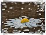 Stokrotka, Krople, Deszczu