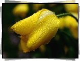 Żółty, Tulipan, Krople, Wody