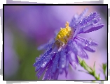Fioletowy, Kwiat, Aster, Krople, Makro