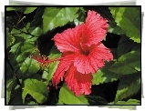 Czerwony, Kwiat, Hibiskusa