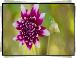 Kwiat, Fioletowy, Dalia