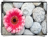 Gerber, Kwiat, Kamienie