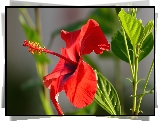 Kwiat, Czerwony, Hibiskus, Liście