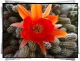 Kwiat,kaktusy