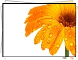 Kwiat, Gerbera, Krople, Wody