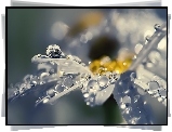 Kwiat, Płatki, Krople, Wody, Makro