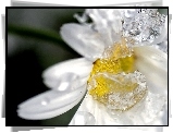Kwiat, Zamrożone, Krople, Wody