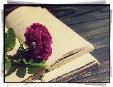 Kwiat, Piwonia, Książka, Deski