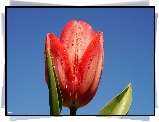 Kwiat, Czerwony, Tulipan, Niebieskie, Niebo