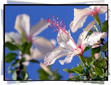 Kwiat, Biały Hibiskus, Niebo, Lato