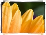 Żółty, Kwiat, Płatki