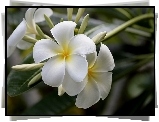 Kwiat, Biały, Plumeria, Liście