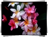 Kwiat, Plumeria
